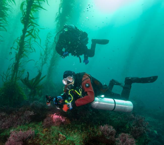 la-jolla-diving