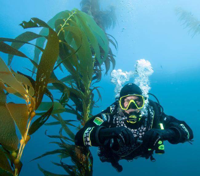 kelp-diving-san-diego