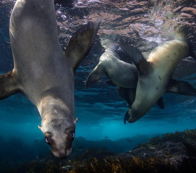 san-diego-snorkeling