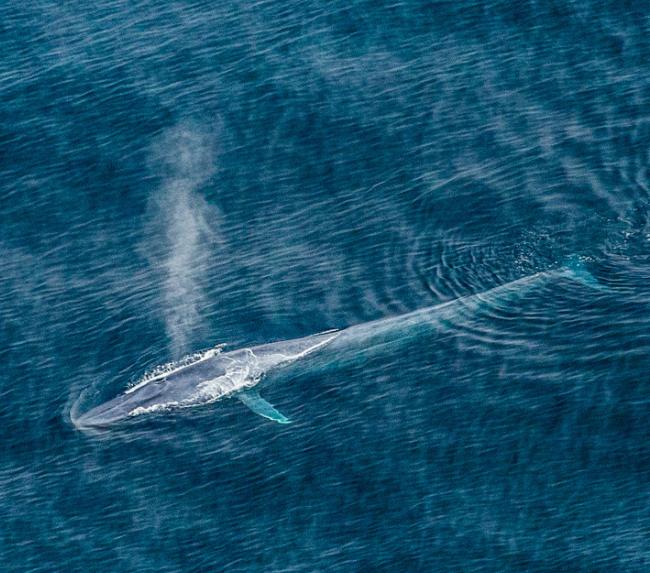 whale-watch-san-diego