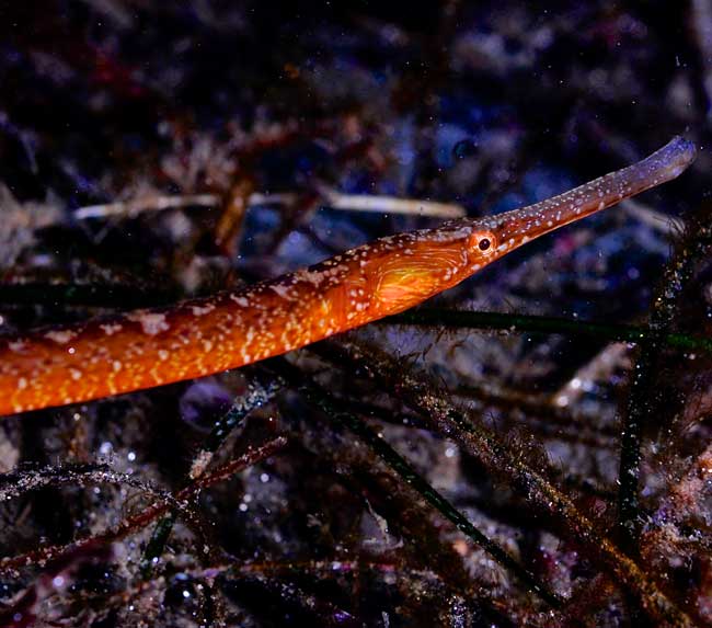 Bay-Pipefish