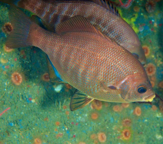 Black-Surfperch