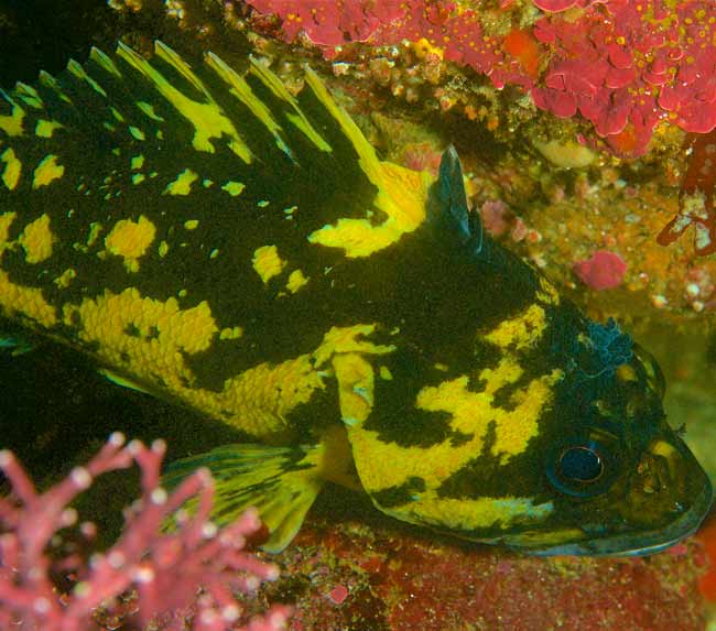 Black-_-Yellow-Rockfish