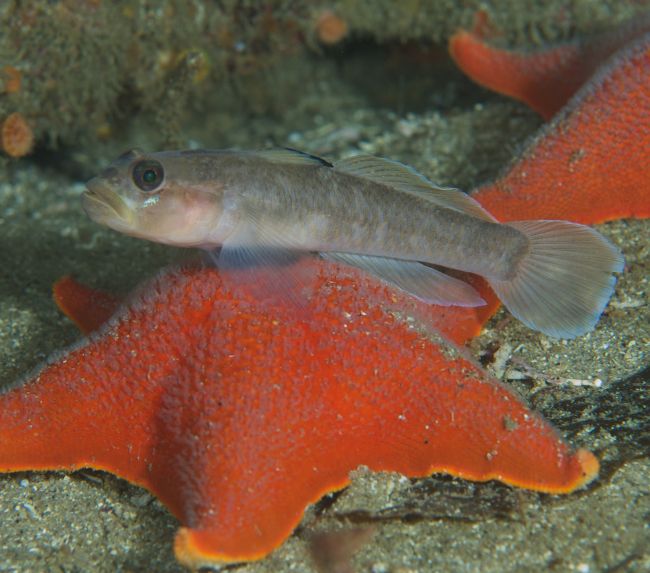 Blackeye-Goby