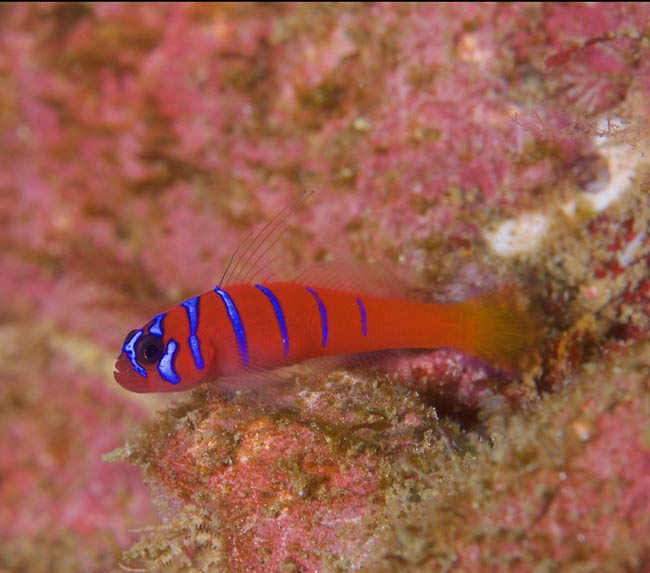 Bluebanded-Goby