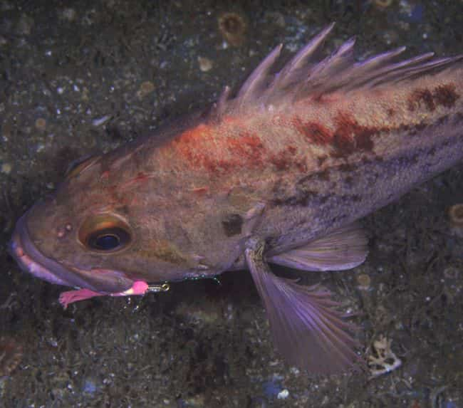 Brown-Rockfish