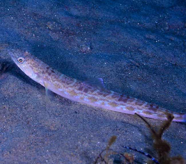 California-Lizardfish