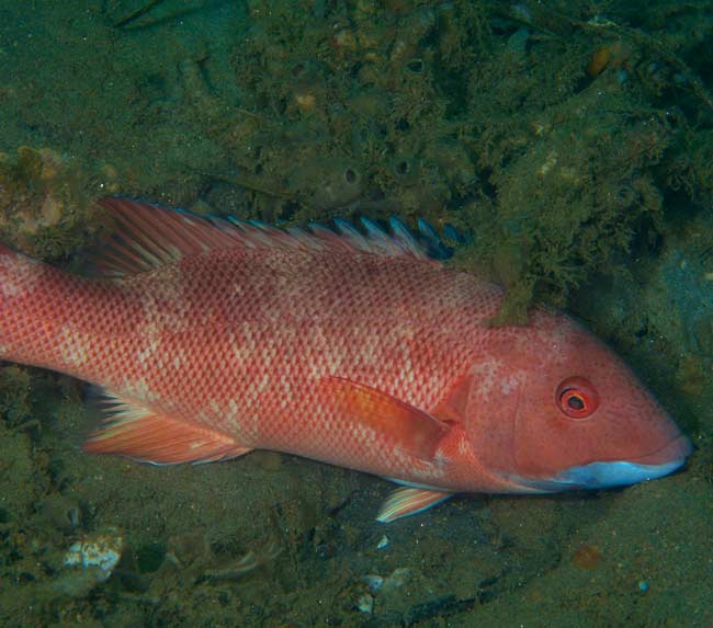 California-Sheephead-(female-to-male)