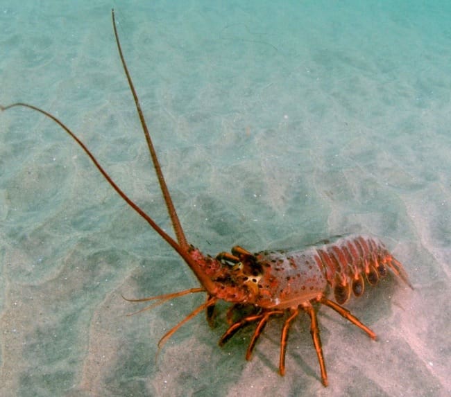 California Spiny Lobster