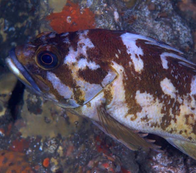 Copper-Rockfish