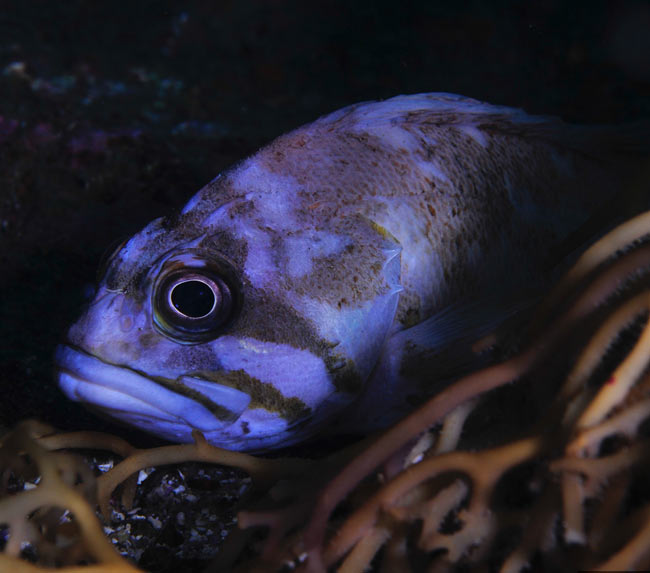 Gopher-Rockfish