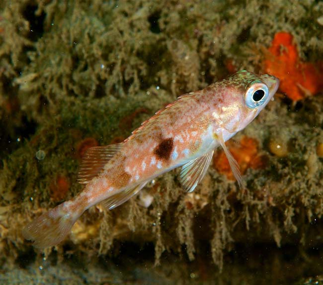 Halfbanded-Rockfish