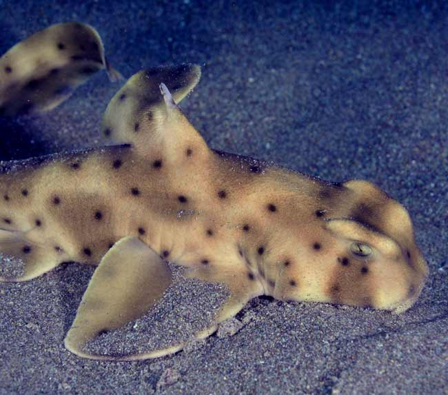 Horn-Shark