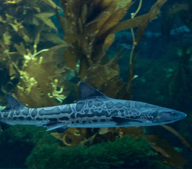 Leopard-Shark