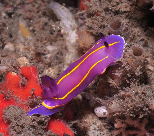 MacFarland's-Chromodorid-Nudibranch