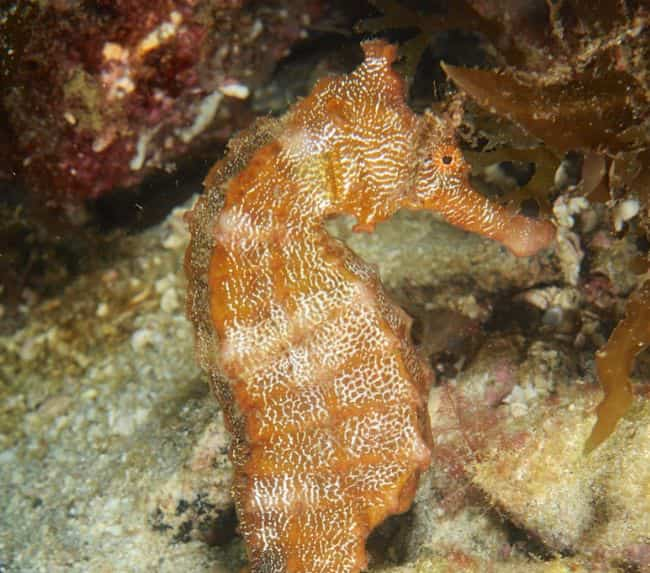 Pacific-Seahorse