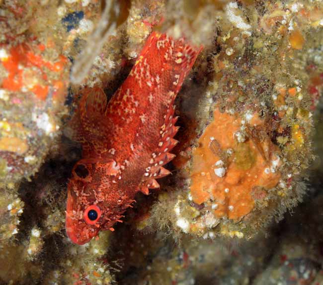 Rainbow-Scorpionfish