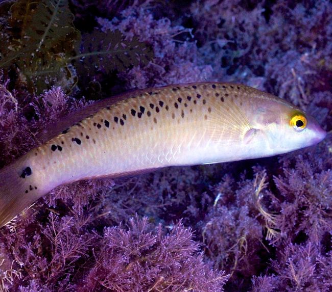 Rock-Wrasse-female