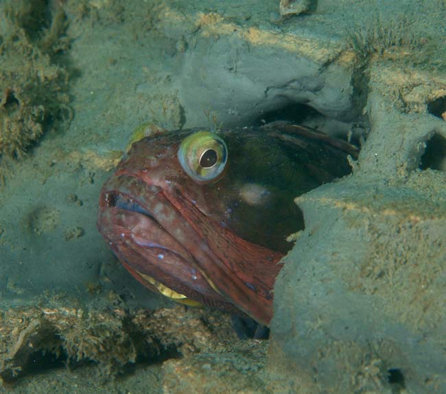 Sarcastic-Fringehead