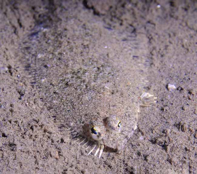 Speckled-Sanddab