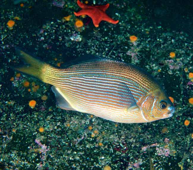 Striped-Surfperch