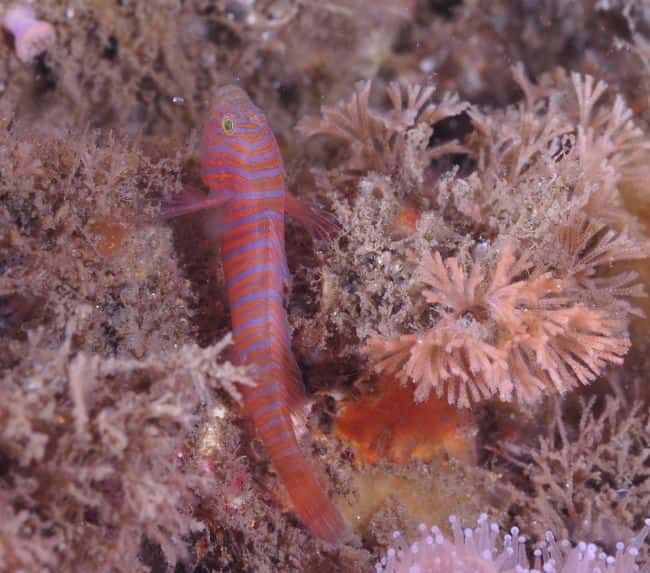 Zebra-Goby