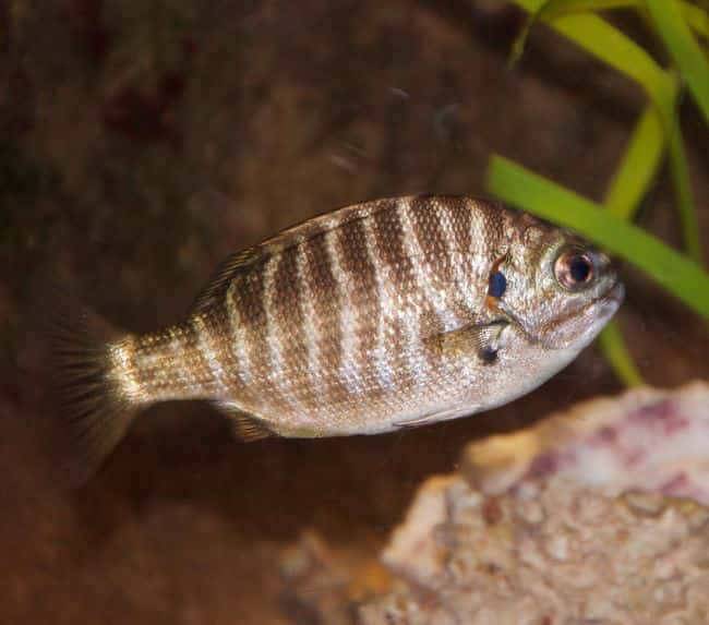 Zebra-Perch