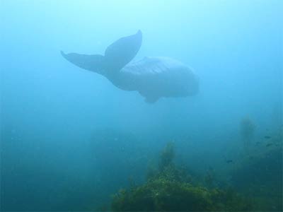 coronado-islands-whale