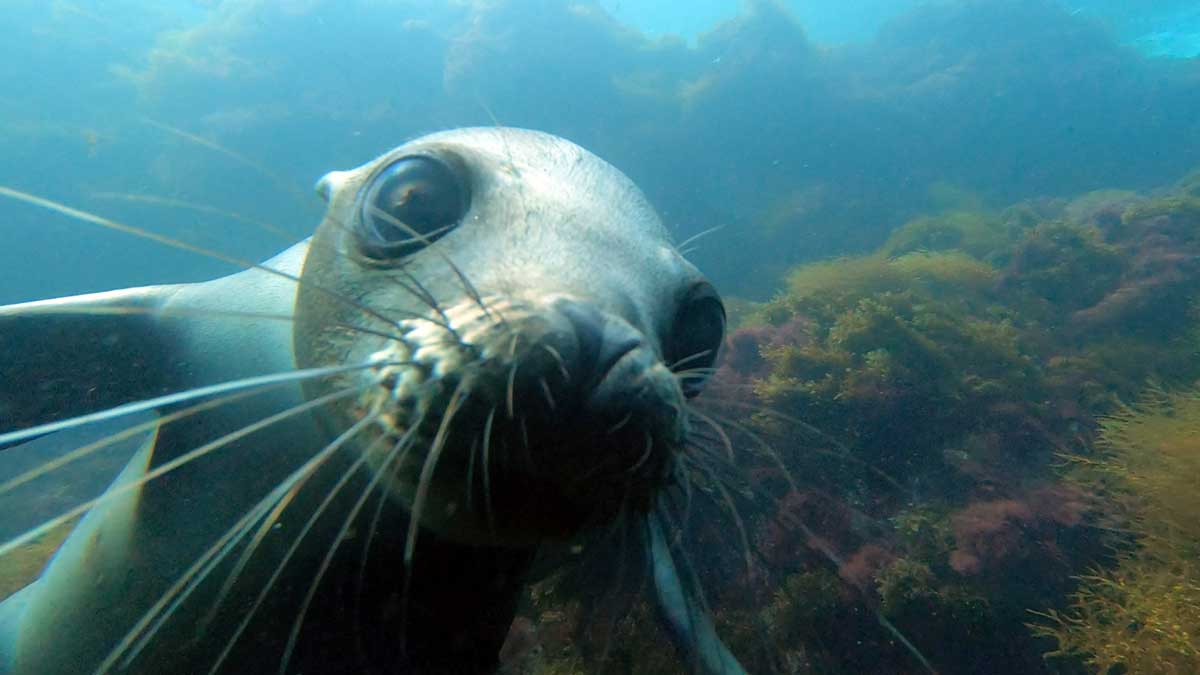 san-diego-whale-watching-tours