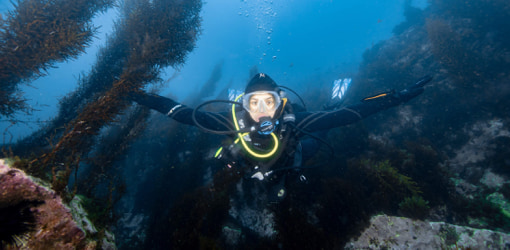 scuba-dive-in-san-diego