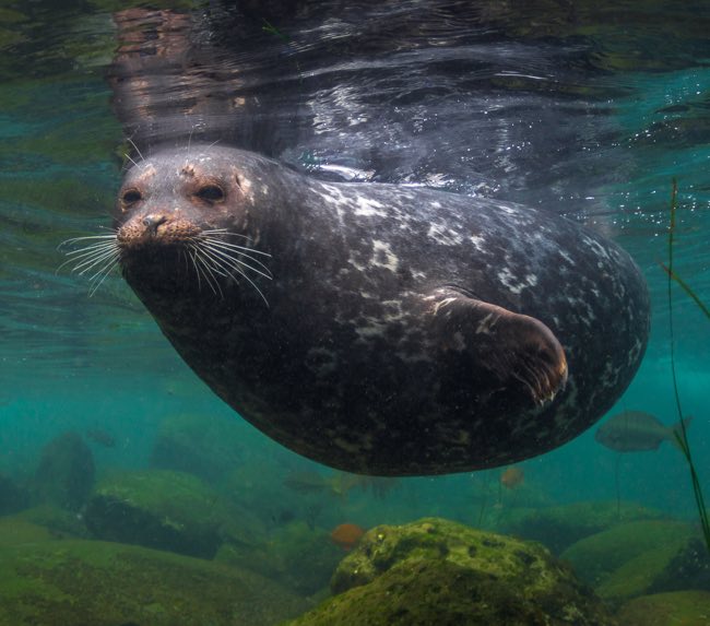 la-jolla-scuba