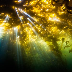 point-loma-kelp-shallow-waterhorse-charters-san-diego