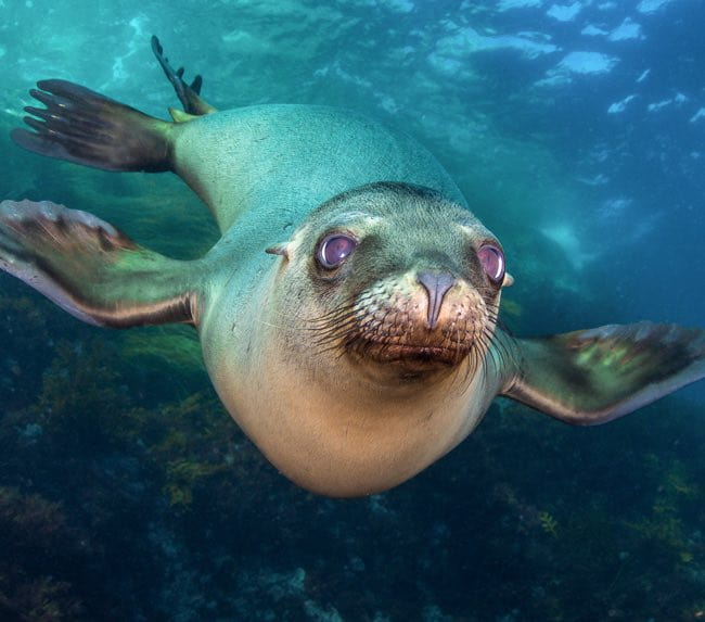 san-diego-sea-lion-diving