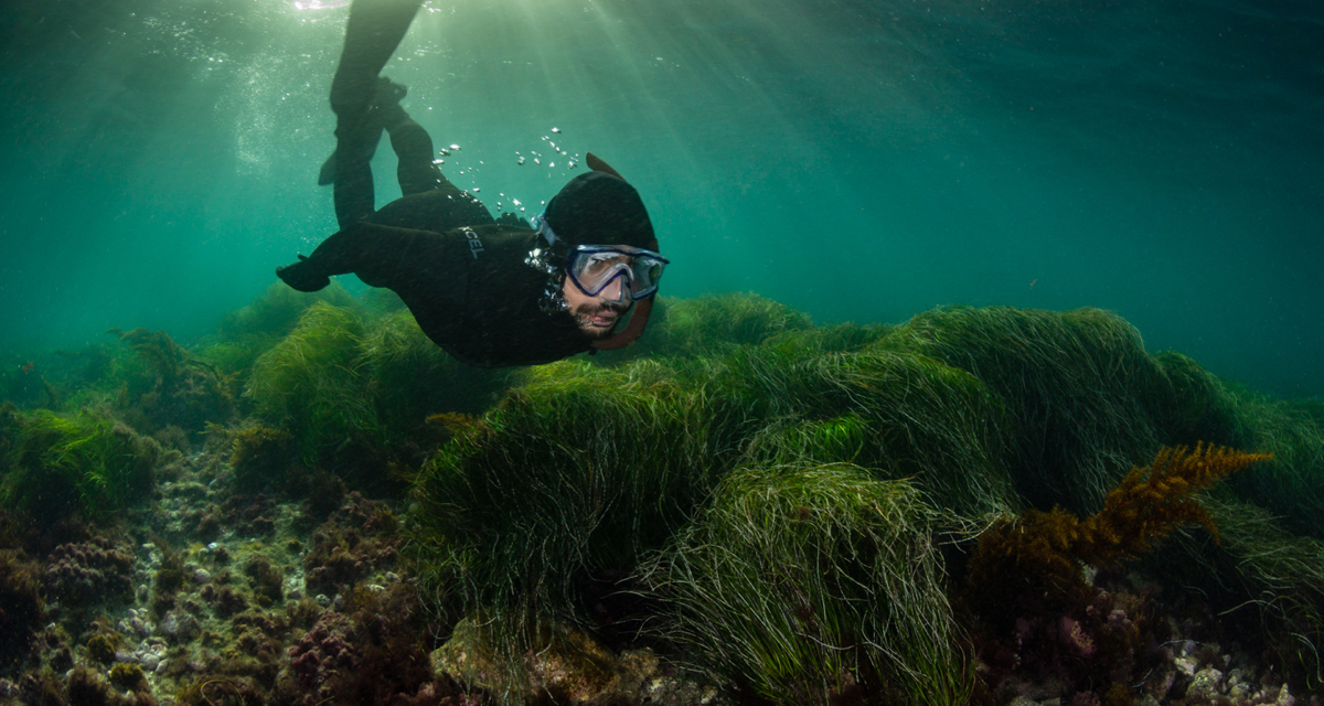 Your Adventure Guide to Snorkeling in San Diego (13 Spots)