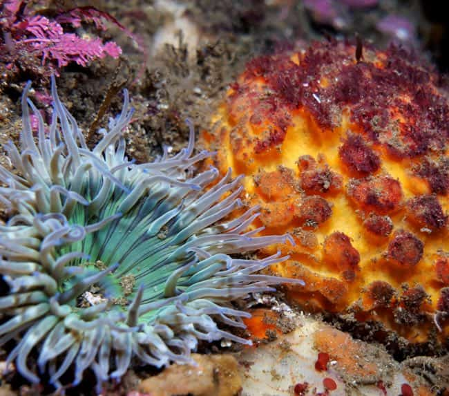 macro-diving-san-diego