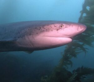 #1 Guide to San Diego Shark Diving | How to See Local Sharks