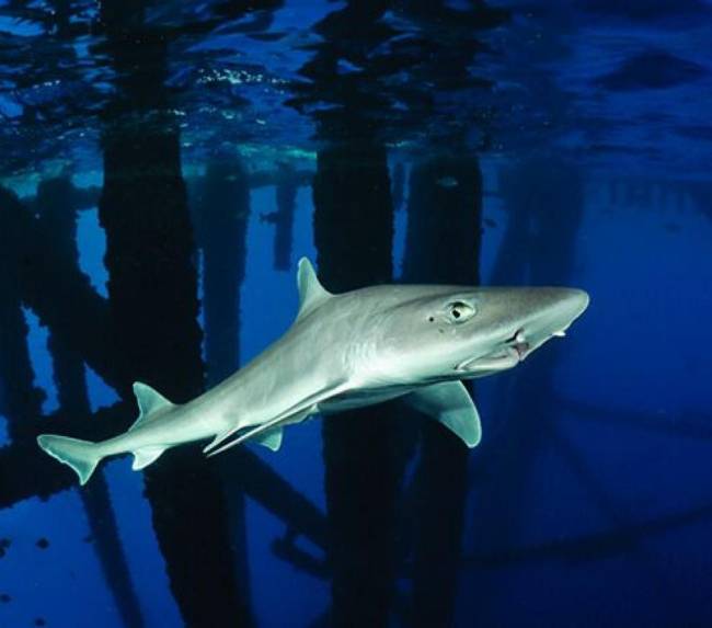 smooth-hound-shark-san-diego