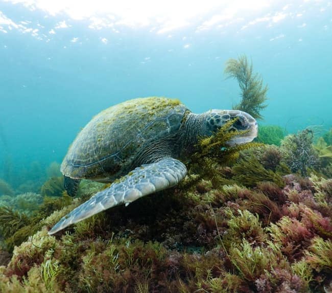 Snorkeling San Diego by Boat | Only Local Charter (VIP Tour)